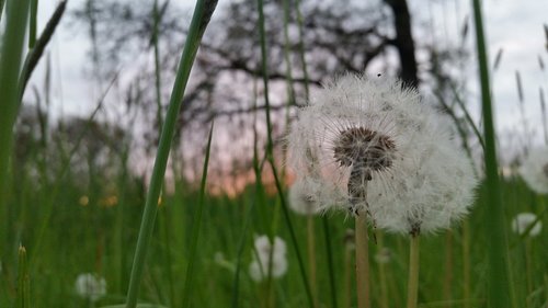 Pobūdį,  Floros,  Augimas,  Žolė,  Gėlė,  Hayfield,  Kiaulpienė