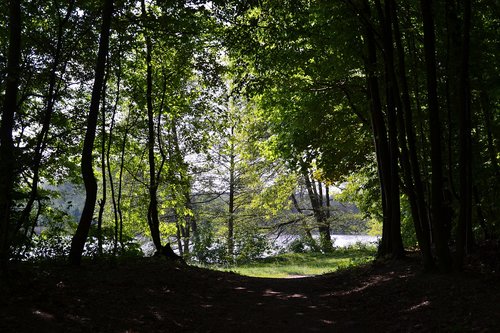 Pobūdį,  Medis,  Kraštovaizdis,  Saulė,  Poznanė,  Lenkija