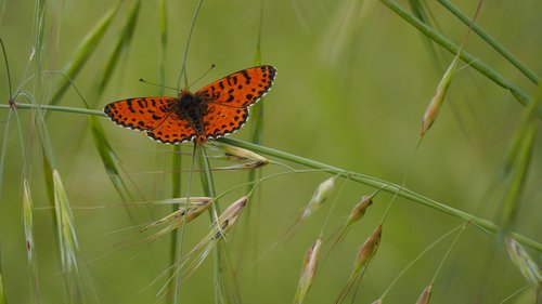 Pobūdį,  Drugelis,  Žolė,  Pavasaris