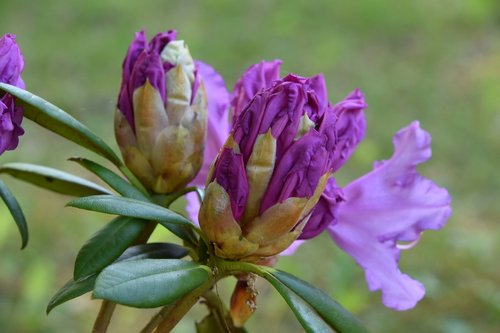Pobūdį,  Gėlė,  Augalų,  Lauko,  Vasara,  Rhododendron,  Violetinė