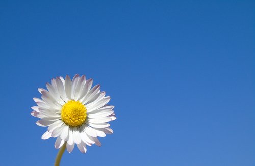 Pobūdį,  Vasara,  Gėlė,  Šviesus,  Daisy,  Pavasaris,  Žalias,  Gėlių,  Žiedas,  Augalų,  Sodas,  Šviežias,  Žydi,  Sezonas,  Baltos Spalvos,  Spalva,  Sunny,  Botanika,  Natūralus,  Spalvinga,  Geltona,  Žiedlapis,  Žydi,  Darbastalio,  Tapetai