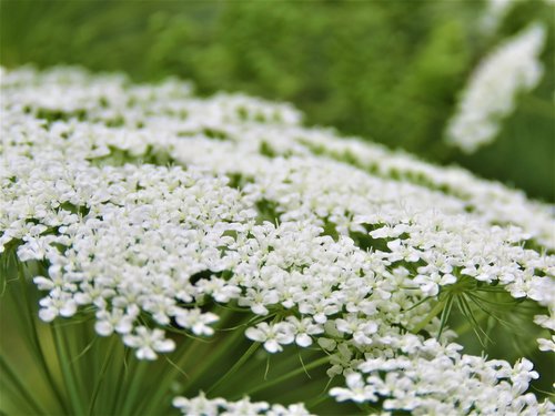 Pobūdį,  Floros,  Gėlė,  Sezonas,  Vasara,  Sodas,  Lauke,  Gražus,  Žydi,  Žiedlapis,  Gėlių