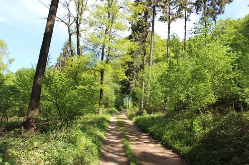 Pobūdį,  Mediena,  Medis,  Kraštovaizdis,  Augalas