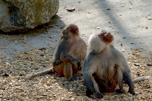 Pobūdį,  Žinduolis,  Babuinai,  Gyvūnas,  Primatų,  Zoologijos Sodas