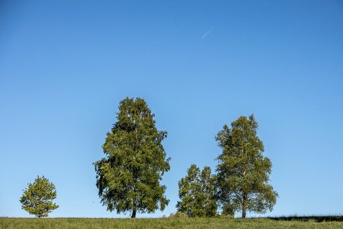 Pobūdį,  Medis,  Dangus,  Vasara