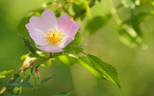 Pobūdį,  Gėlės,  Brambles,  Iš Arti,  Pavasaris