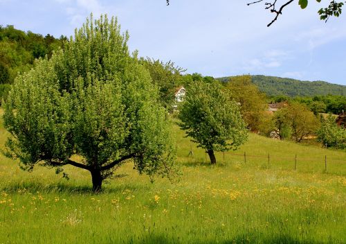 Gamta, Medis, Kraštovaizdis, Pieva