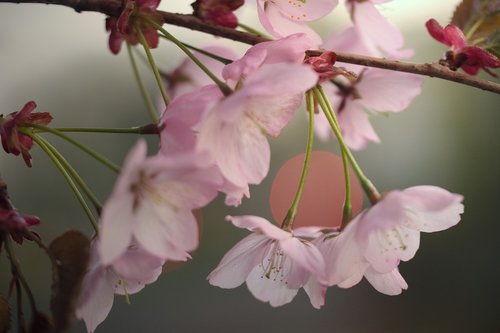 Pobūdį,  Vyšnios Medis,  Žiedynai,  Rožinis,  Pavasaris,  Japonijos Vyšnia