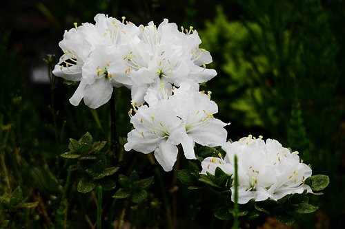 Pobūdį,  Pavasaris,  Baltos Gėlės