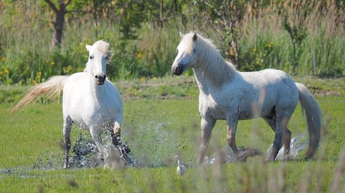 Pobūdį,  Arkliai,  Arklys-Camargue