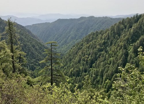 Pobūdį,  Mediena,  Kalnų,  Panoraminis,  Kelionė,  Medis,  Pakistanas