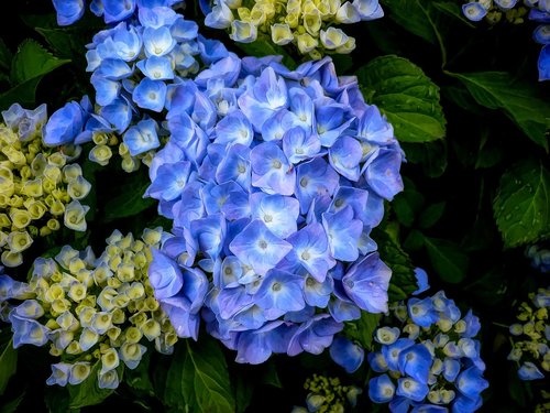 Pobūdį,  Floros,  Gėlė,  Mėlynas