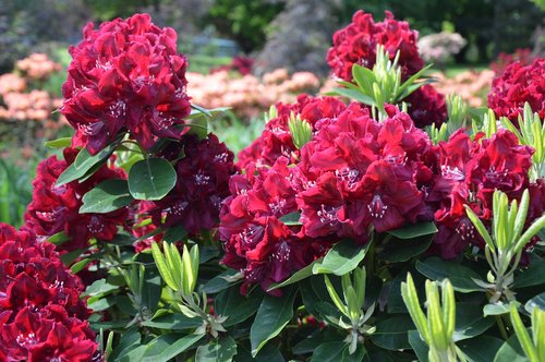 Pobūdį,  Augalų,  Rhododendron