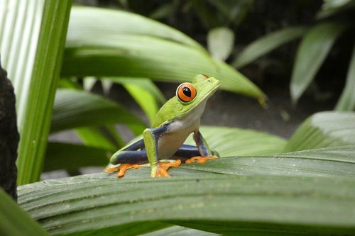 Pobūdį,  Miškas,  Žalia Varlė,  Costa Rica