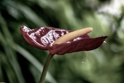 Pobūdį,  Lauke,  Gėlė,  Lapų,  Floros,  Vasara,  Sodas