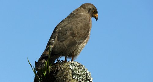 Pobūdį,  Pr,  Gavilan,  Plėšrusis Paukštis,  Kolumbija