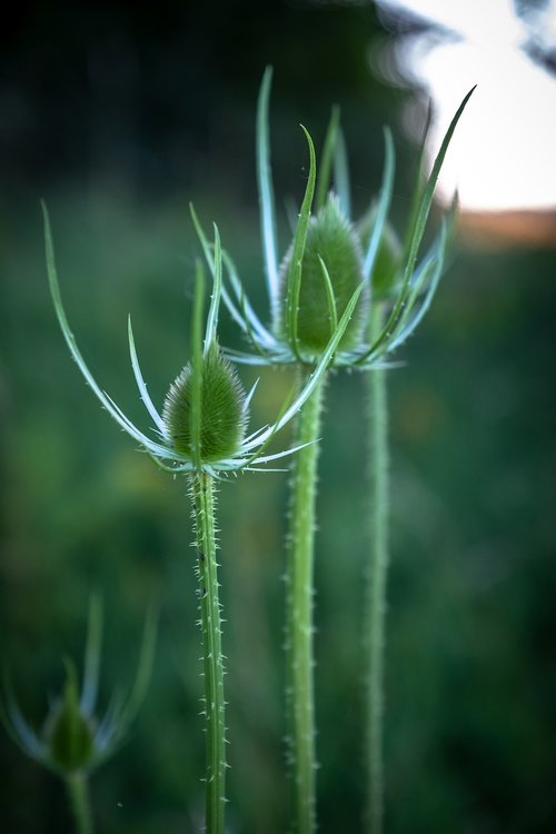 Pobūdį,  Thistle,  Bud,  Žalias,  Paskatinti,  Makro,  Augalų,  Gėlė,  Iš Arti,  Floros,  Vasara,  Laukinių Gėlių,  Globe Usnis,  Thistle Gėlių,  Žydi,  Laukinių Gėlių