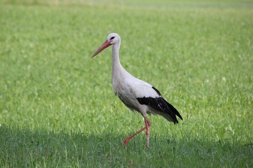 Pobūdį,  Gyvūnai,  Paukščiai Gandrai