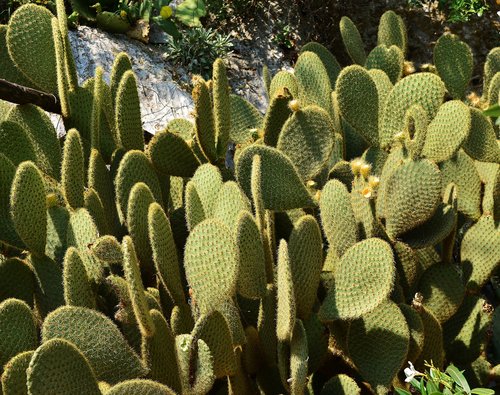 Pobūdį,  Opuntia,  Kaktusas