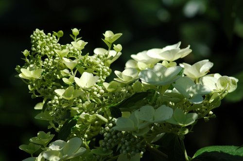 Pobūdį,  Floros,  Gėlė,  Lapų,  Sezonas,  Sodas,  Gėlių