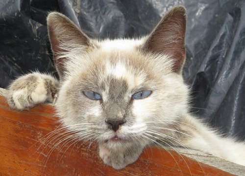 Pobūdį,  Kačių,  Naminė Katė,  Armėnija