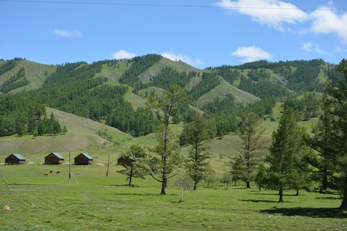 Pobūdį,  Vasara,  Medžiai