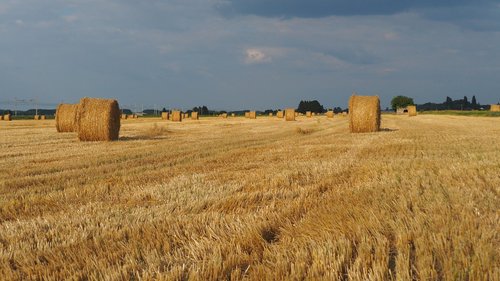 Pobūdį,  Laukas,  Hay,  Derlius