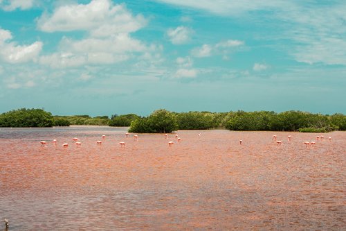 Pobūdį,  Flamingo,  Namorzyn Pelkė,  Laukinis Gyvenimas,  Rožinė Vandens,  Laukinių,  Laguna