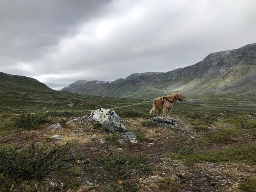 Pobūdį,  Kraštovaizdis,  Dangus,  Panoraminis,  Kalnų,  Žolė,  Lauke Šuns Hemsedal Norvegijoje