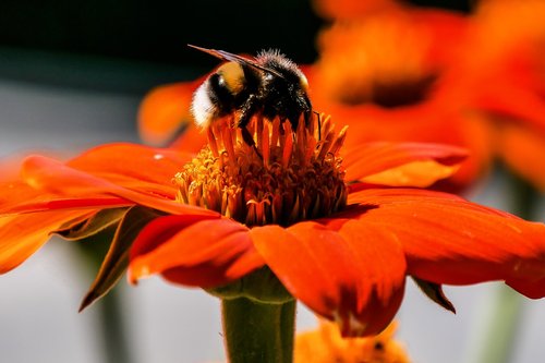 Pobūdį,  Gėlė,  Žiedas,  Žydi,  Gyvūnijos Pasaulyje,  Hummel,  Vabzdys,  Nektaro,  Gerbera,  Sodas,  Gėlių Sodas,  Vasara,  Žydėjimas