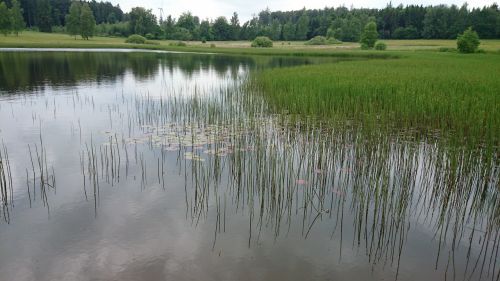 Gamta, Ežeras, Augalas, Kraštovaizdis