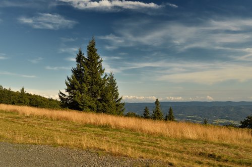 Pobūdį,  Medis,  Kraštovaizdis,  Medžiai