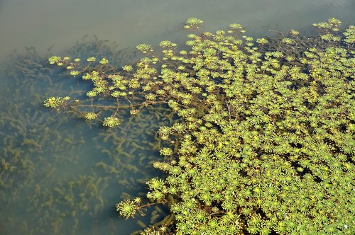 Pobūdį,  Vandens,  Lapai