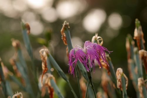 Gamta, Gėlė, Augalas, Šviesti, Gleivinė, Bokeh