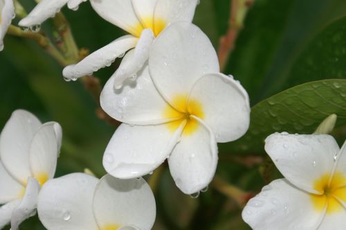 Gamta, Gėlės, Vasara, Žiedas, Flora, Grožis, Frangipani, Plumeria