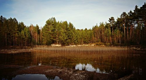 Gamta, Kraštovaizdis, Miškas