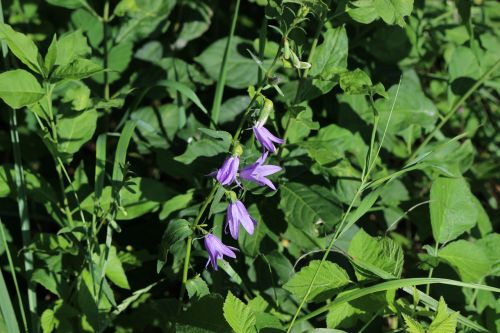 Gamta, Violetinė, Žalias, Gėlė, Augalas, Žydėti, Žiedas, Žydėti, Dykuma, Varpelė, Campanula Latifolia, Plačialapių Džemperis