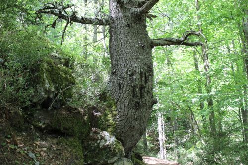 Gamta, Miškas, Medis