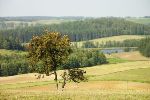 Gamta, Kraštovaizdis, Medis, Rowan, Ežeras, Miškas, Pieva, Laukai, Vasara, Suvalkų Regionas, Lenkija, Lenkijos Kaimas