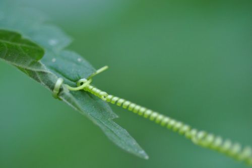 Gamta, Flora, Makro, Išsamiai, Lapai, Lapai, Žalias