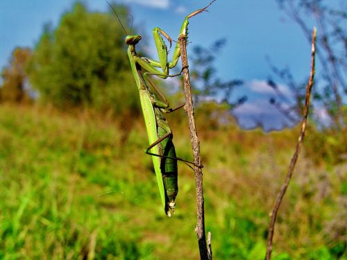 Gamta, Mantis, Vabzdys