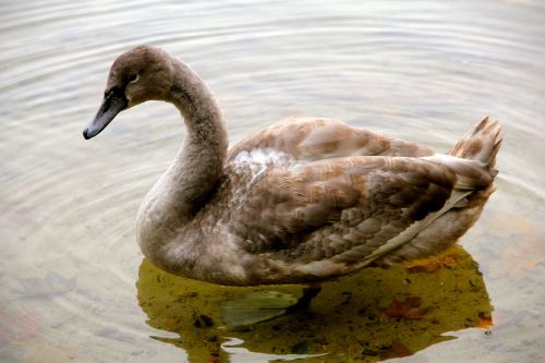 Gamta, Gyvūnas, Gulbė, Jaunas Gyvūnas