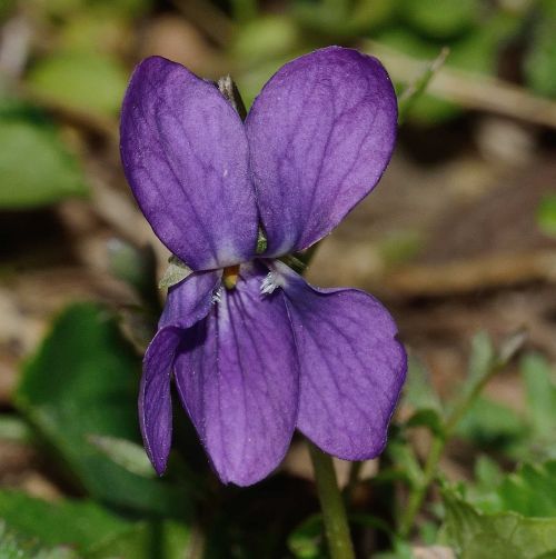 Gamta, Gėlė, Violetinė, Pavasaris