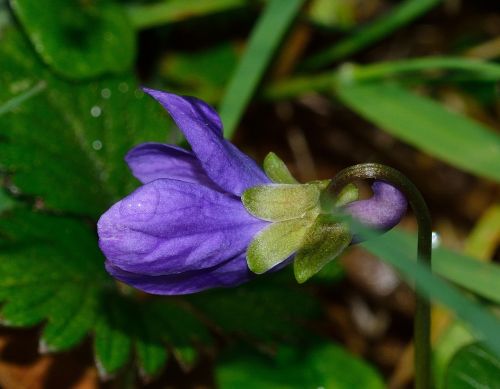 Gamta, Gėlė, Violetinė, Pavasaris