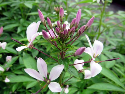 Gamta, Augalas, Gėlė, Cleome