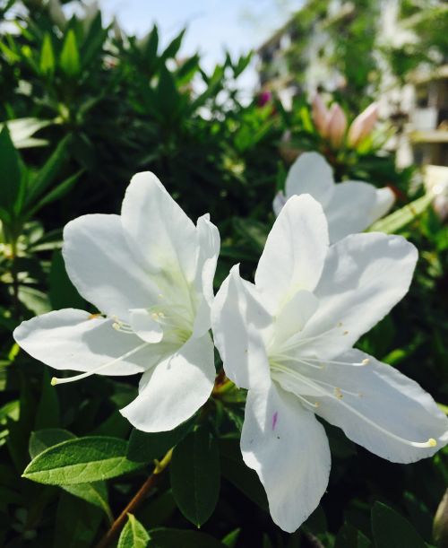 Gamta, Balta Gėlė, Pavasaris