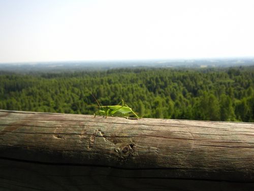 Gamta,  Estonia,  Žiogas,  Miškas,  Panorama