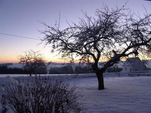 Gamta, Žiema, Medis