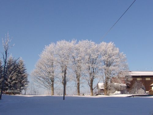 Gamta, Žiema, Medis