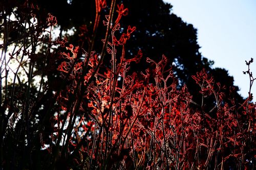 Gamta, Augalai, Raudonos Gėlės
